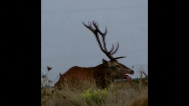 Polémicas imágenes de un ciervo acorralado por perros en Francia