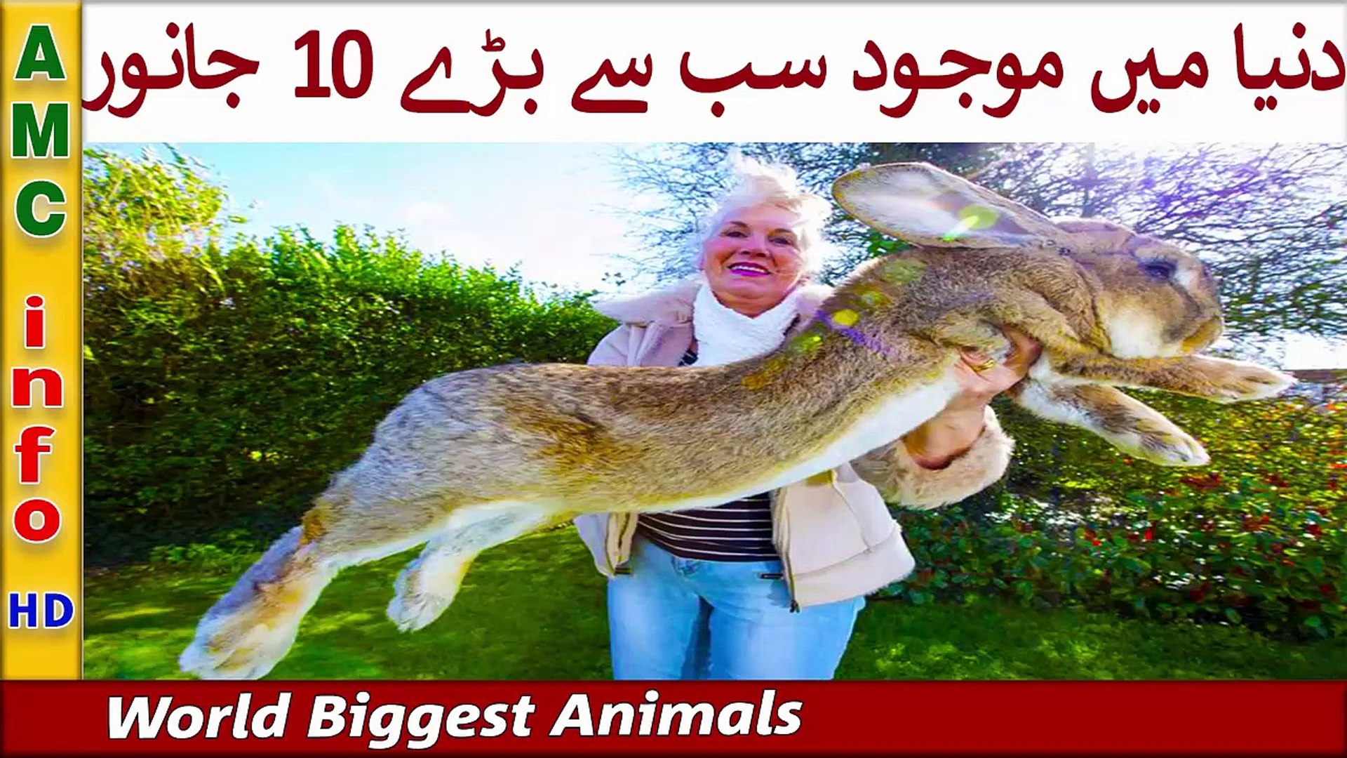 19 Top 10 Biggest and Largest Animals In The World - video Dailymotion