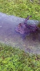 Huge Python Pulled From Water Filled Ditch