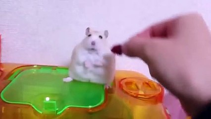 Why are we still here just to suffer