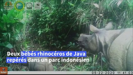 Indonésie: deux bébés rhinocéros de Java repérés dans un parc