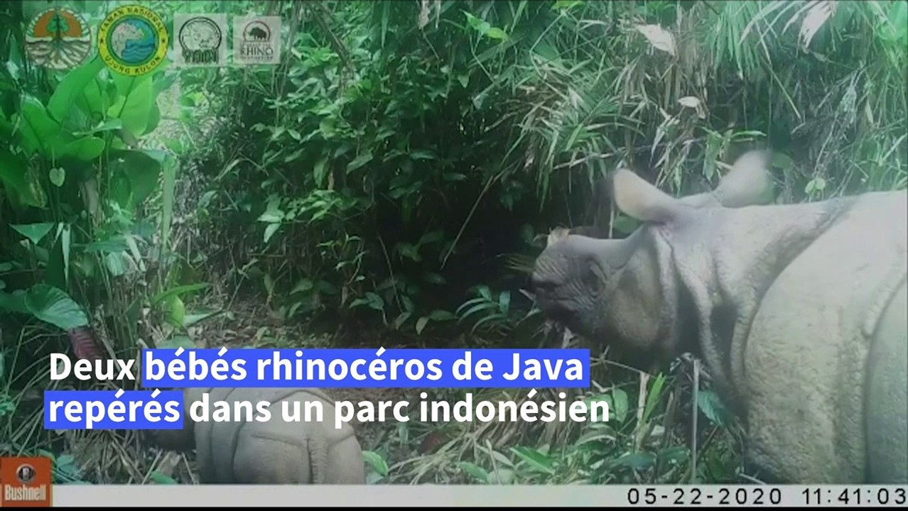 Indonésie: deux bébés rhinocéros de Java repérés dans un parc