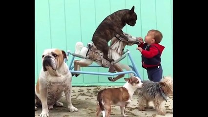 31 ANIMALES DIVERTIDOS CAPTADOS EN CAMARA MUY GRACIOSOS