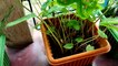 Beautiful Plants in my house II Aloe vera , Bonsai And many more