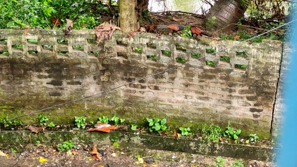 Beautiful Greater Coucal or Crow Pheasant (Centropus sinensis) Bird