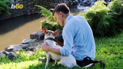 Dogs Can Change Your Brain, According to Science