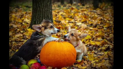 English Synonyms and Antonyms, Section 26: Entertain to Esteem, n.