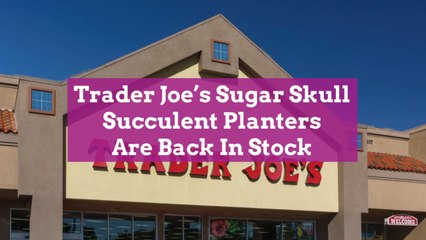 Trader Joe’s Sugar Skull Succulent Planters Are Back In Stock