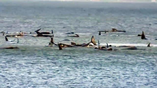 Cientos de ballenas varadas en una bahía remota de Tasmania