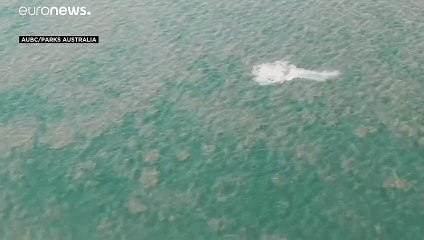 شاهد.. حوت يعود أدراجه إلى البحر بعدما ضل طريقه في نهر يعج بالتماسيح بأستراليا