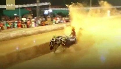 INDIA - Buffalo racing, man and beast in mad harmony