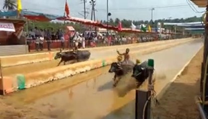 INDIA - Kambala Buffalo racing