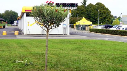 WELCOME HOME OLIVE TREE CAR WASH TREMOLADA PESSANO CON BORNAGO MILAN ITALY