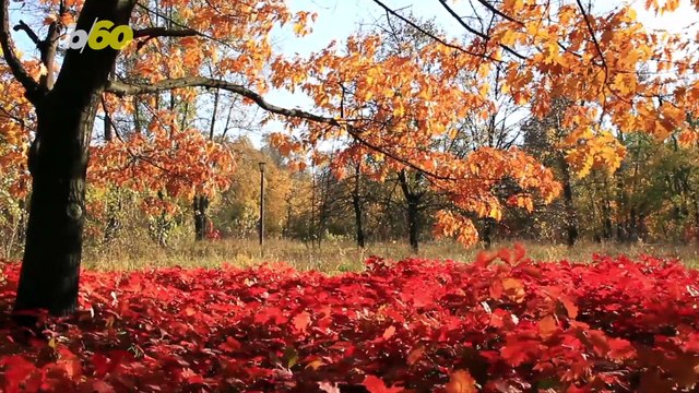 Hobbies That Are Fall and Pandemic Friendly