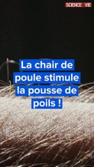 La chair de poule ferait pousser les poils