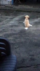 Dog Comforting Puppy Refuses to Leave its Side