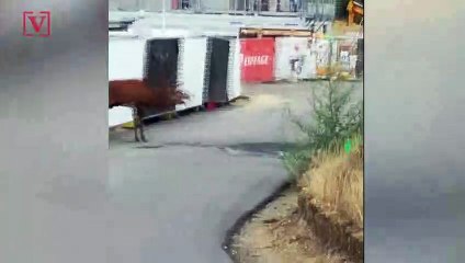 Deer Escapes French Hunters To Town Street