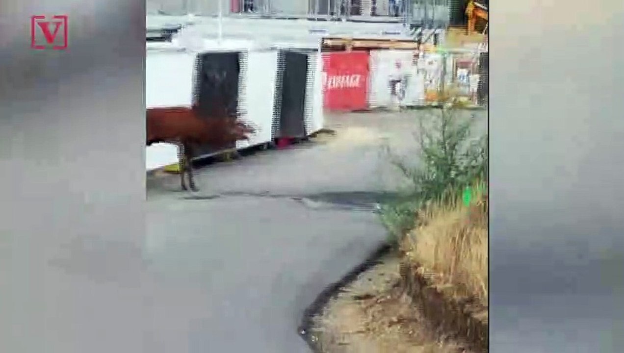 Deer Escapes French Hunters To Town Street