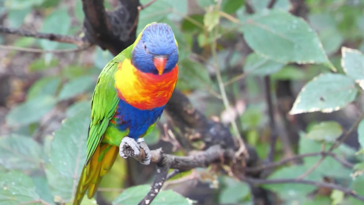animal video 02 natural lover