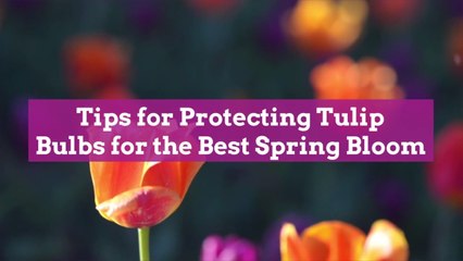 10 Tips for Protecting Tulip Bulbs for the Best Spring Bloom