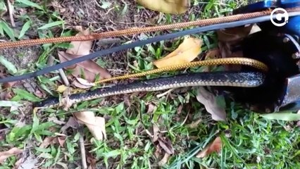 Cobra atrapalha abastecimento de água em Linhares