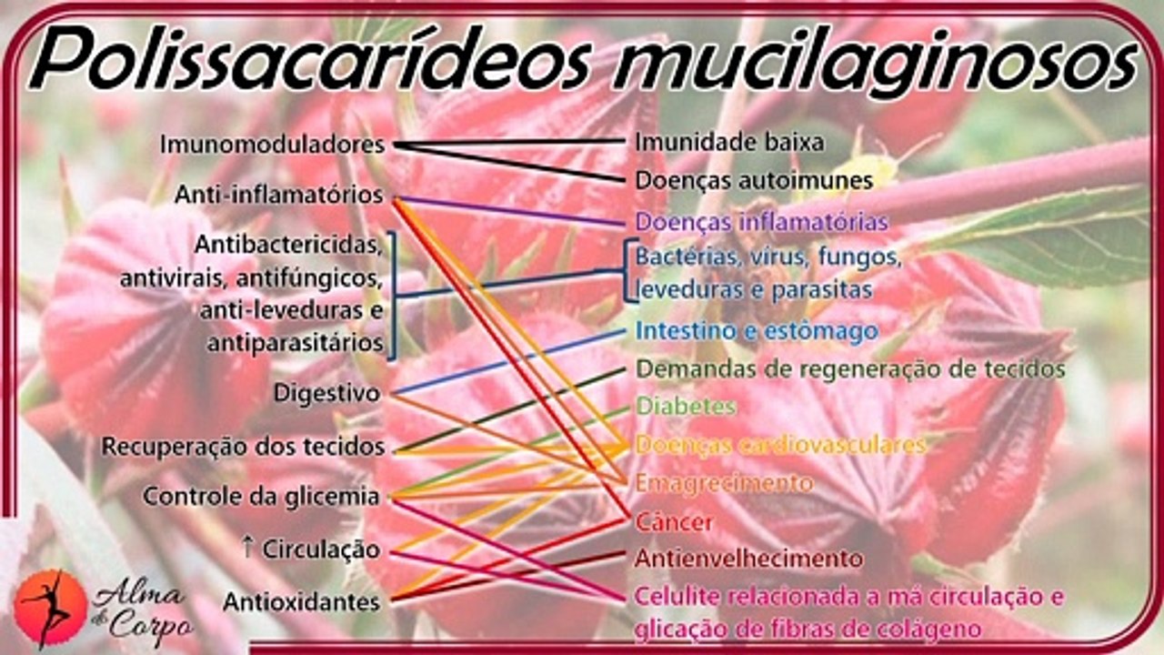 Chá de Hibisco: Mocinho ou vilão? O que não mata... emagrece?...