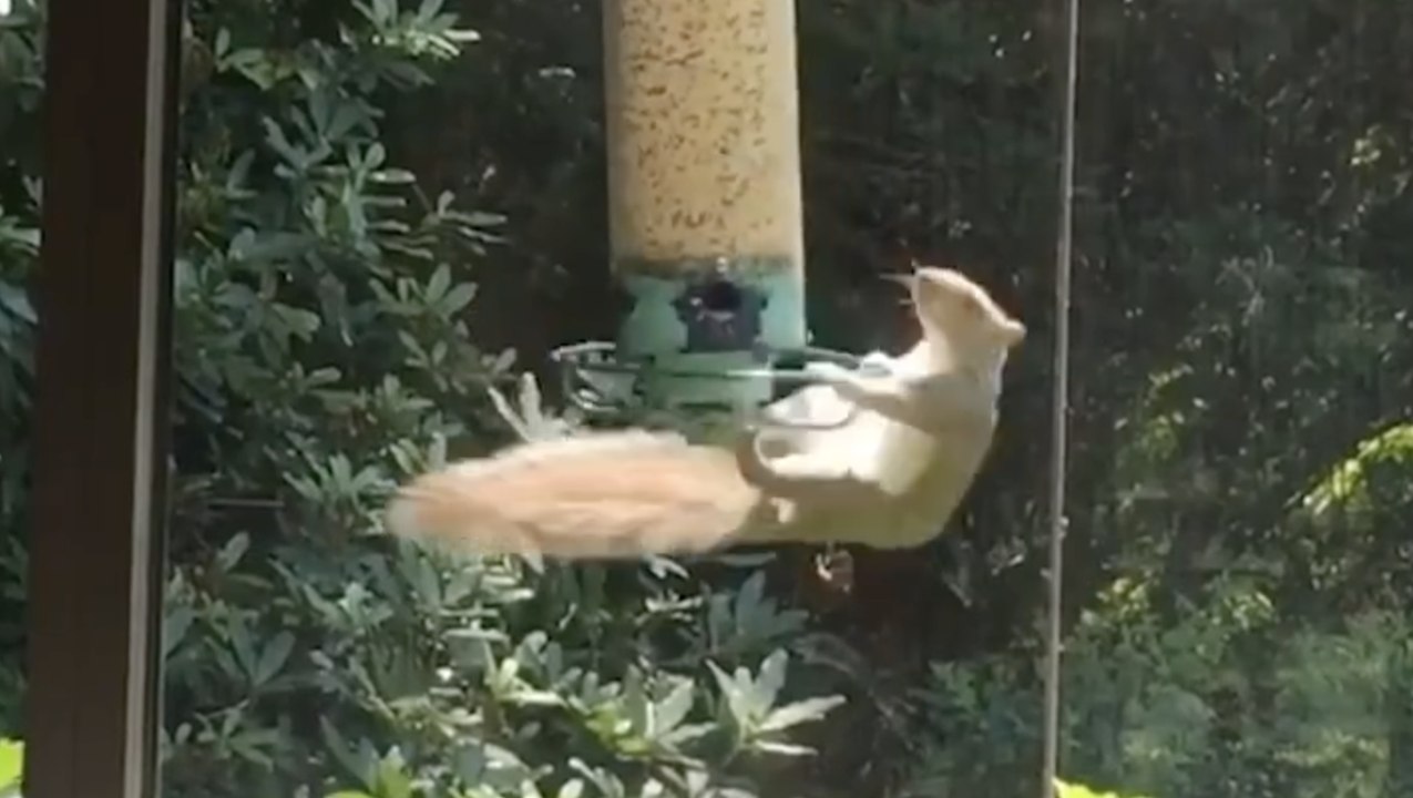 Squirrel-Proof Bird Feeder
