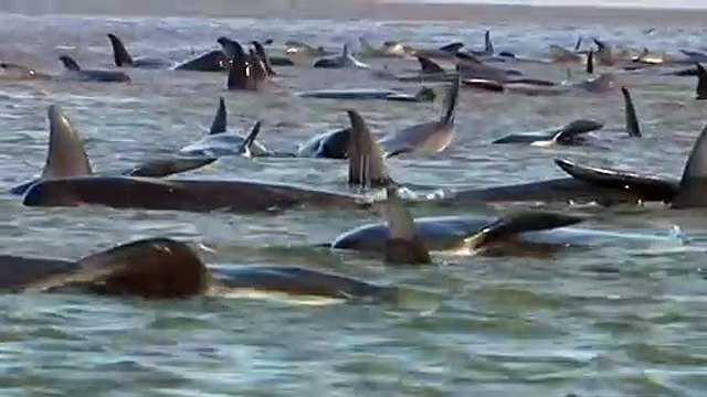 Over 200 whales stranded on Tasmania's west coast