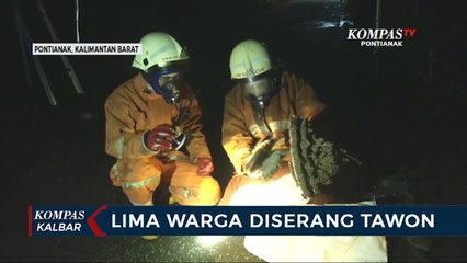 Sarang Jatuh, Lima Warga Disengat Tawon