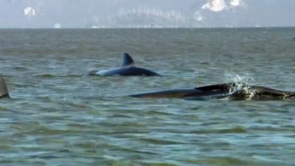 Dutzende gestrandete Wale vor Tasmanien verendet