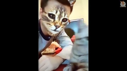 Funny Dogs & Cats Scared Of Cat Mask Filter