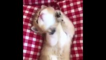 Cute Kittens Doing Funny Things 2020 -  Cutest Cats