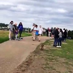 சமூக விலகலை சீரியசாக ஃபாலோ செய்யும் நாய்க்குட்டி - க்யூட் வீடியோ