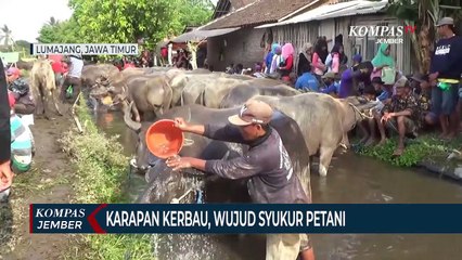 Tradisi Karapan Kerbau Wujud Syukur Petani atas