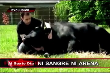 Ni sangre ni arena: el lado más sorprendente y enternecedor de los toros