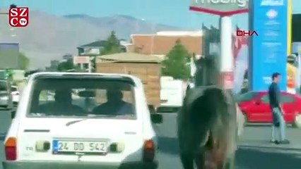 Otomobile bağladıkları atı kilometrelerce koşturdular