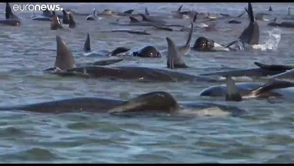 Τασμανία: Μεγάλα κοπάδια φαλαινών εγκλωβίστηκαν σε αβαθή