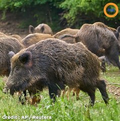 L’Amérique est envahie par des cochons sauvages qui ravagent les champs agricoles