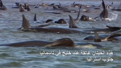 مساع لإنقاذ 180 حوتاً عالقة عند خليج في تاسمانيا جنوب أستراليا