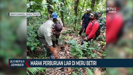 Patroli Hutan di Meru Betiri, Petugas Temukan Alat Perburuan Liar