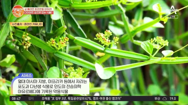 요즘 핫한 건강식품 '시서스' 체지방 감소에 좋은 '퀘르세틴'이 풍부♥