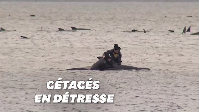 En Australie, les autorités à pied d'œuvre pour sauver près de 200 dauphins-pilotes