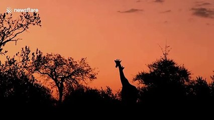 Calming scene as giraffes silhouetted in South African dusk