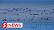 Australia attempts to rescue hundreds of stranded pilot whales