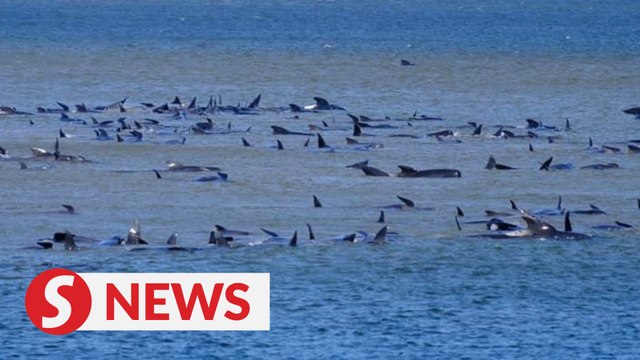 Australia attempts to rescue hundreds of stranded pilot whales