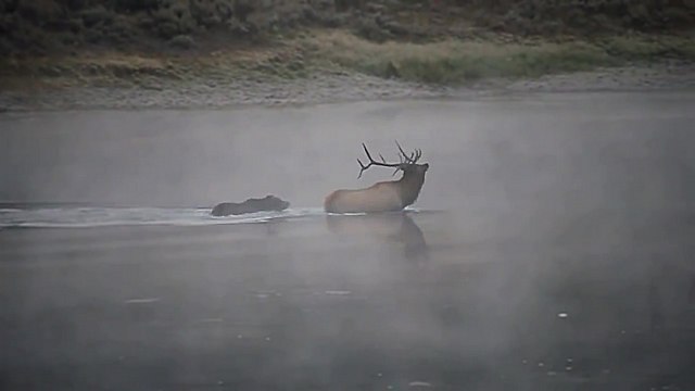 Un Grizzly noie un Wapiti pour son repas