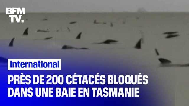 Près de 200 cétacés bloqués dans une baie de Tasmanie