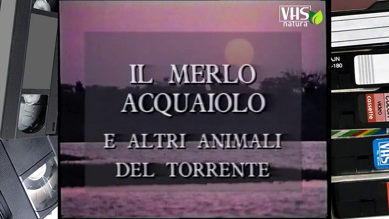 IL MERLO ACQUAIOLO E ALTRI ANIMALI DEL TORRENTE