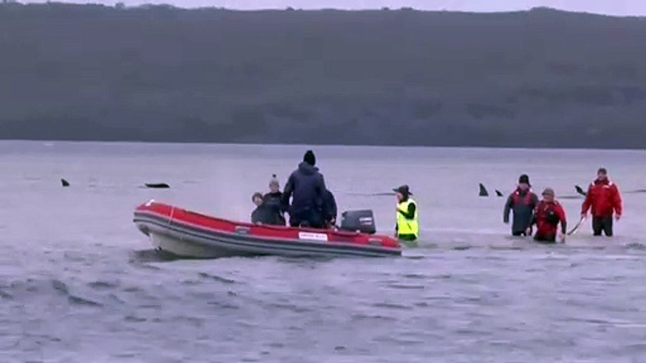 Dramatische Rettungsaktion für gestrandete Wale vor Tasmanien