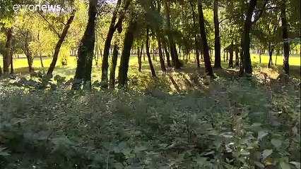 Hongrie : un projet de barrage controversé sur une île à Budapest